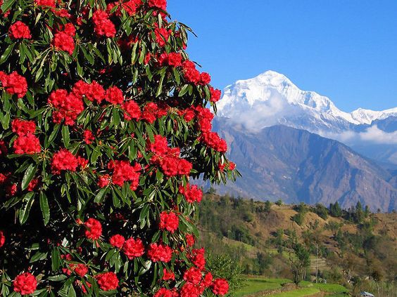 rhododendron